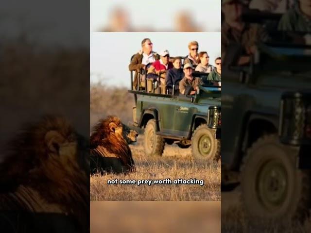 The Reason Why Lions Don't Attack Humans On Safari Vehicle