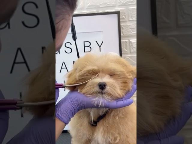 PUPPY FIRST BATH AND HAIRCUT #doggroomingforbeginners #puppy #doggroomingtips