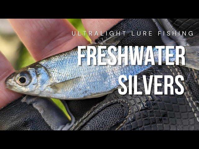 Ultralight Lure Fishing - Freshwater Silvers