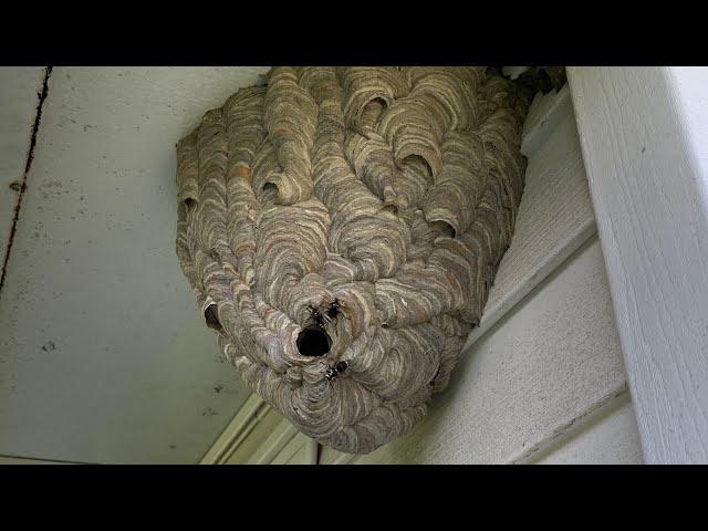 Massive Bald Faced Hornet Removal | Death To The Queens | Swarm