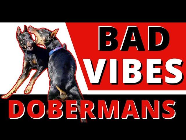 Menacing Doberman bullies & harasses all my dogs - Can I help a dog left in the backyard for 2 years