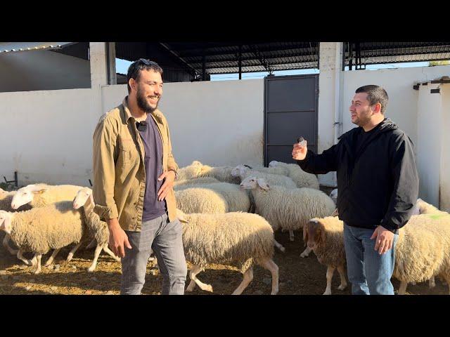 MEŞHUR İSPANYOL KOYUNU | İNEK BESLER GİBİ KOYUN BESLE | EN LEZZETLİ YOĞURT VE PEYNİR