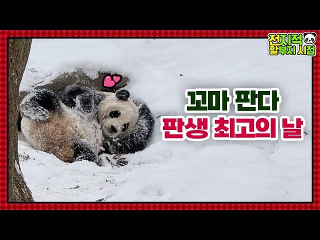 (SUB) Kid Panda Is Happy In Snow At -17℃│Panda Family