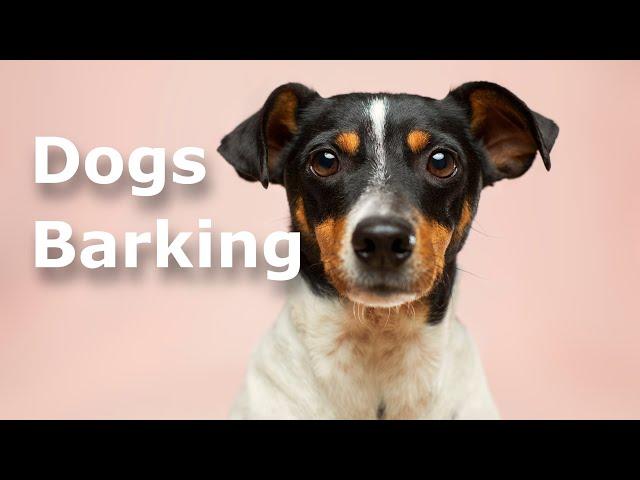 Dogs barking sounds | 1 hour | 