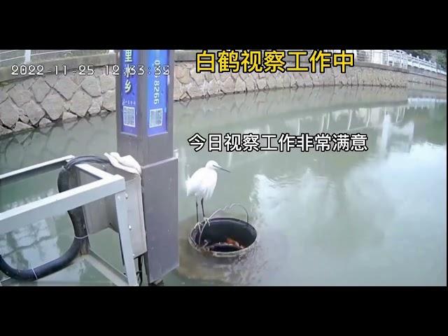 When a Swan rested on the Floating trash collector in China...