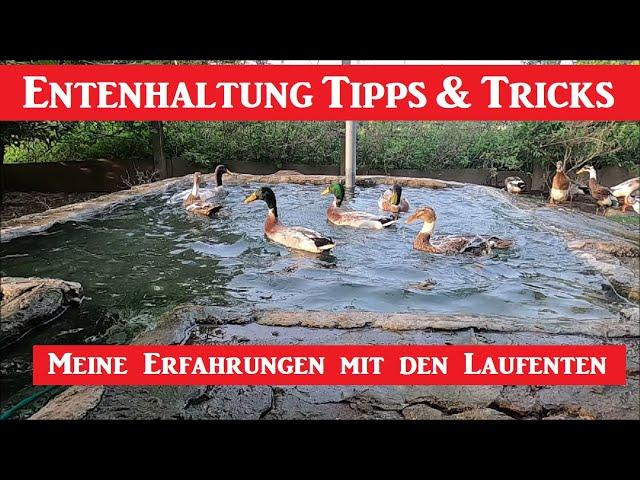 Entenhaltung Tipps und Tricks ! Meine Erfahrungen mit den Laufenten !