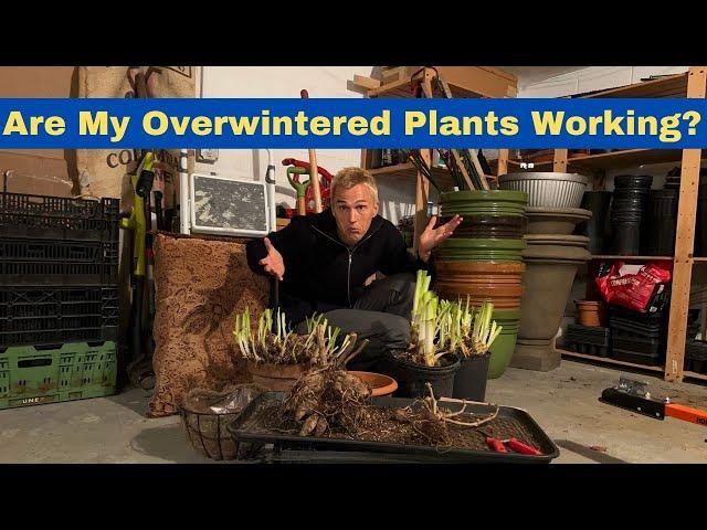 Overwintered Plants - How to Ensure Plants Make it Through Winter Successfully