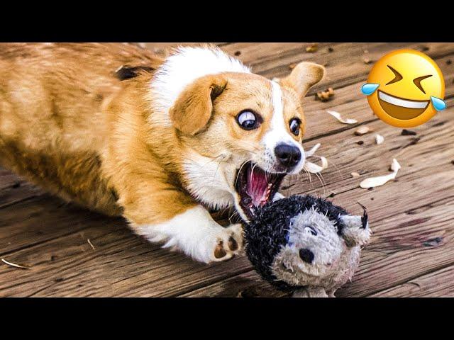 Funny Animal Videos 2023  - Funniest Dogs and Cats Videos  #12