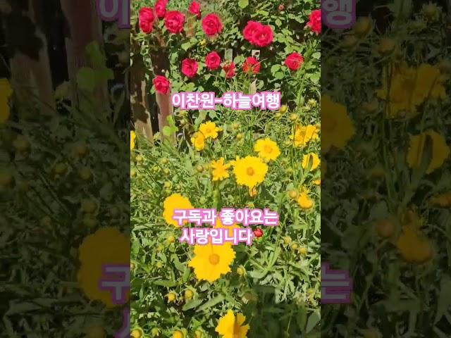 #이찬원 #하늘여행 희망짱 tv#유미유미#5월의 장미