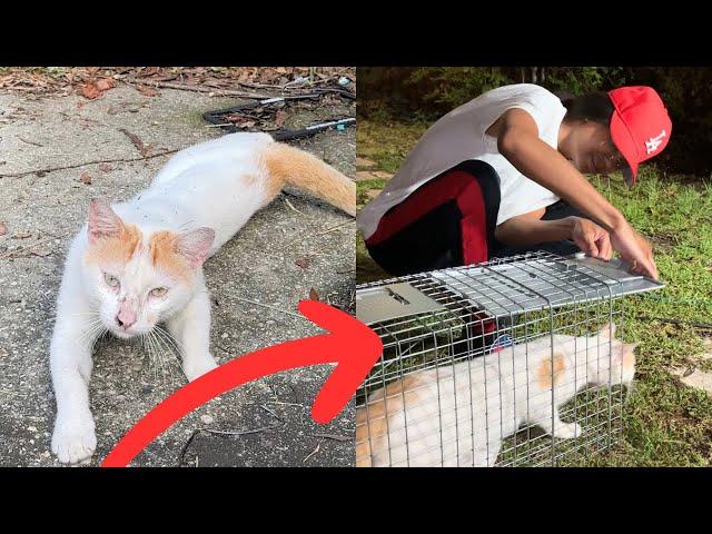 I Neutered A Stray Cat And You Won’t Believe What They Found In His Stomach 