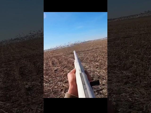 snow geese 2k#snowgoosehunting#bestshot#of#theyar#youtibeshorts#