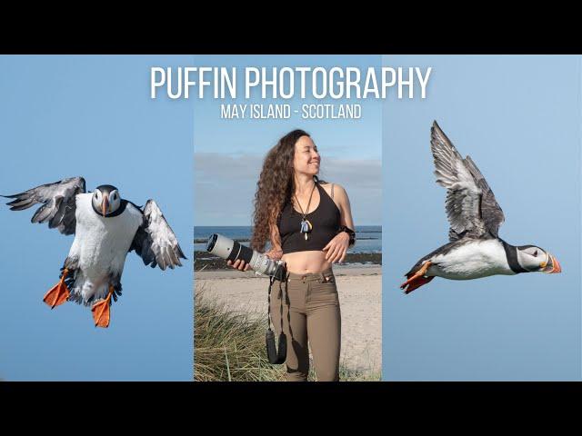 Puffin Photography Isle of May - Scotland