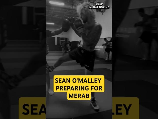 Sean O'Malley training to take out Merab #ufc #mma #shorts