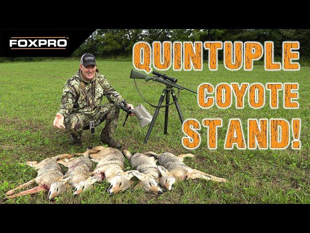 Quintuple! 5 Coyotes Down On One Stand