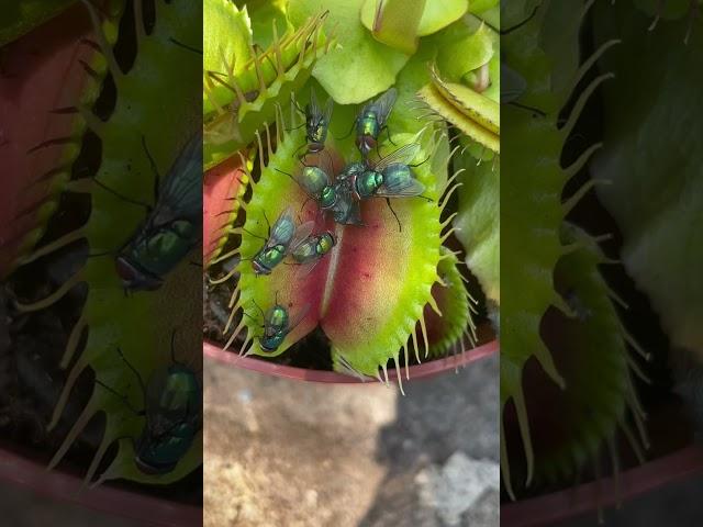 Venus flytrap plant eats 🪰 Insect eating carnivorous plant in action #shorts