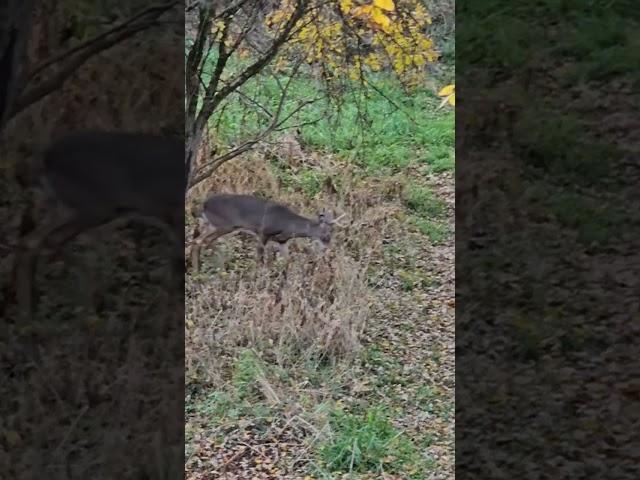 #huntin# whitetail#bowhunting#arxhery#3years#pass