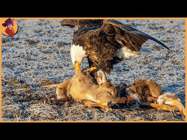 15 Adler Präsentieren Ihre Jagdfähigkeiten