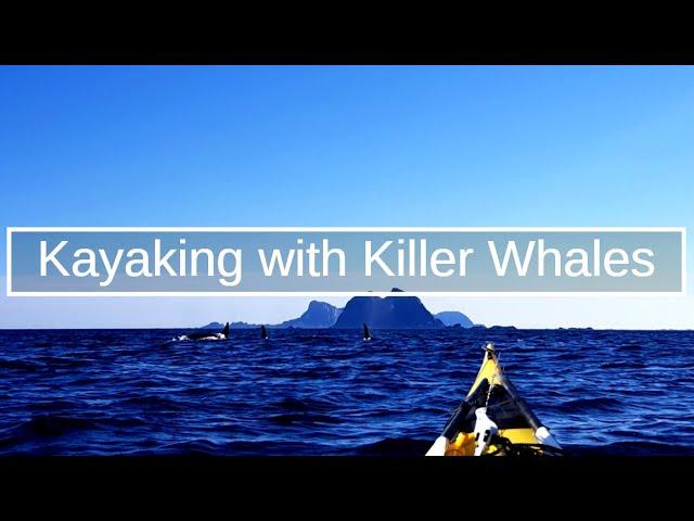 Kayaking with Orca, Killer Whales, in Lofoten, Norway