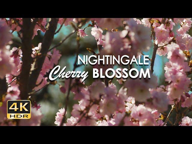 4K HDR Nightingale & Cherry Blossom - Relaxing Birdsong & Flowering Trees - Bird Sounds for Sleeping