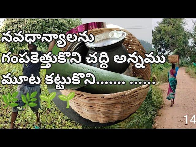 నువ్వుల పంట నుండి నువ్వుల్ని ఏలా సేకరిస్తారు//sesame farming in telugu//