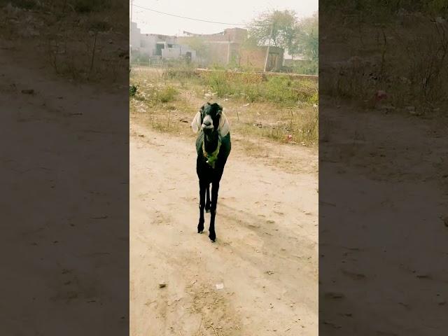 Dumba goat camel cow #nandi #shortsfeed #goat #shortvideo #camel #ytshorts #cow #shorts #animals #yt