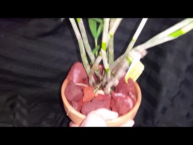 Dendrobium care from the home grower winter rest? What i know