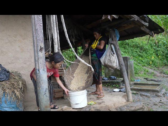 Primitive harvesting  system of maize in village || Rural life