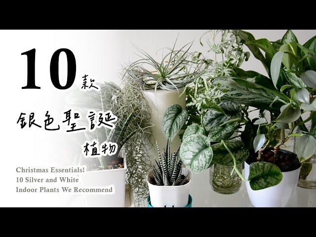 聖誕節必備！十款銀白色系室內植物推薦給您Christmas Essentials! 10 Silver and White Indoor Plants We Recommend