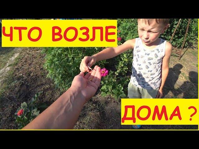 ОБЗОР УЧАСТКА ВОЗЛЕ ДОМА / Что растёт рядом с домом / Семья в деревне