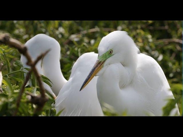 Audubon: Coastal Resilience