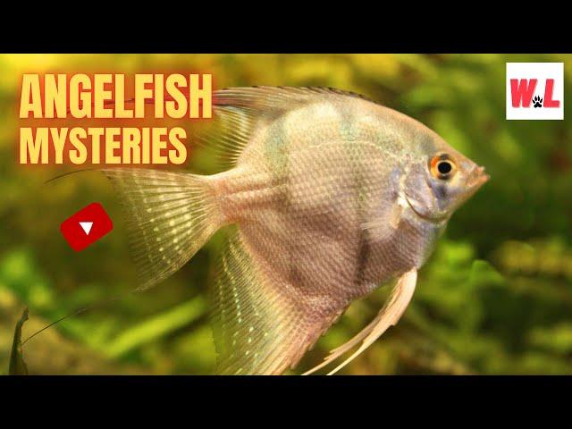 The Angelfish: 10 Mind-Blowing Secrets That You'll Love