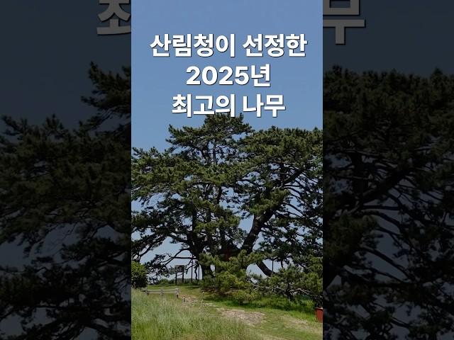 올해의 나무 어디에 있을까요? #부산가볼만한곳 #부산기장 #부산 #산림청