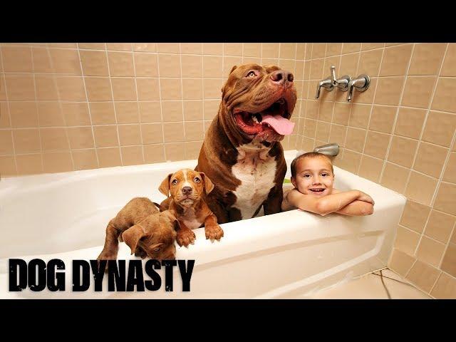 Giant Pit Bull Hulk's $500,000 Puppy Litter | DOG DYNASTY