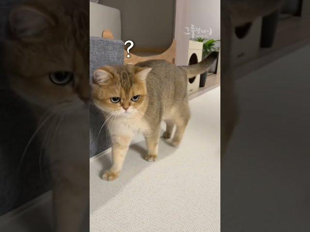 Cat's reaction to a kitten's cry