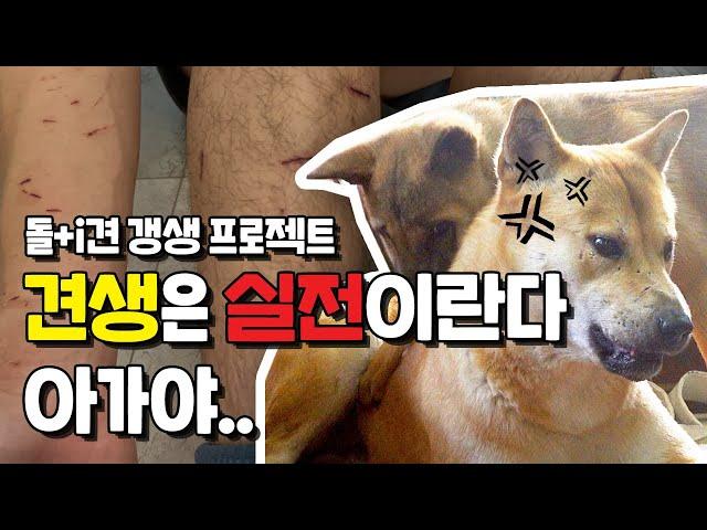 사람무는 강아지의 공격성 개선 프로젝트 우개연 퍼피클래스 감자와 금진이 #강아지공격성 #퍼피교육 #강아지사회화