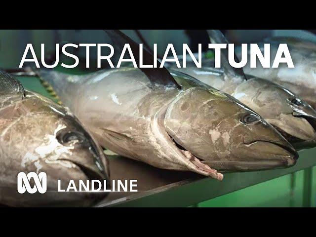 The Far North Queensland family behind the only Australian caught tinned tuna  | ABC Landline