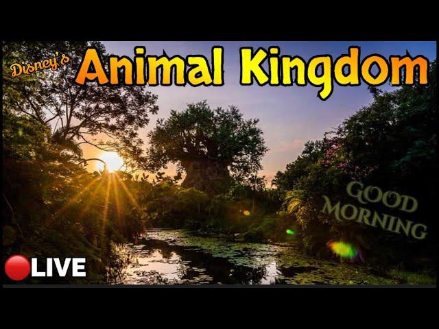 LIVE: ROPE DROP: Disney’s ANIMAL KINGDOM! A Sunrise Walt Disney World Live Stream #disneyworld #wdw