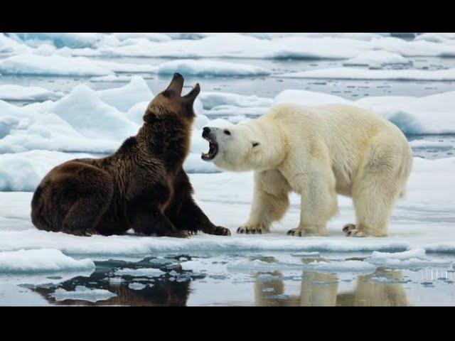 Grizzly vs. Polar Bear: Habitat Overlap and Conflict (Sci-Fi) #sciencefiction #science #documentary