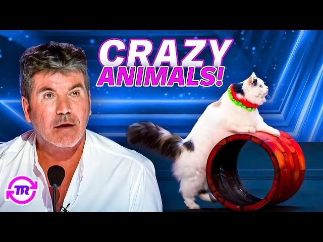 CRAZIEST Animal Acts You'll NEVER See Coming! 