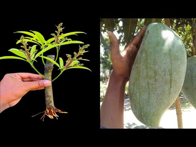 How To Propagate Mango Tree From Cutting - With 100% success