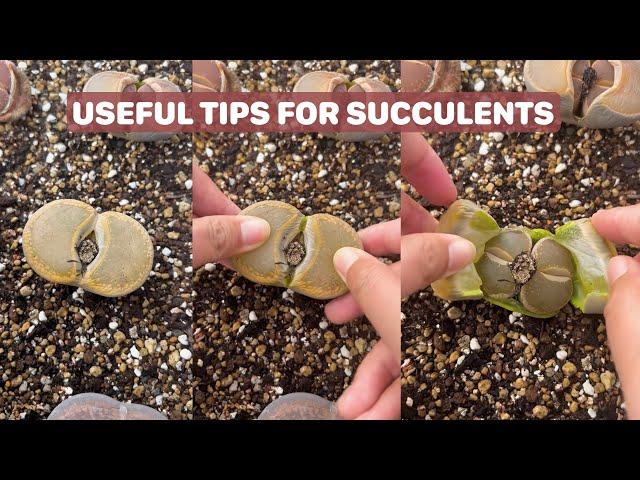 Useful Tips for Your Succulents - Part 16 | 多肉植物 | 다육이들 | Suculentas