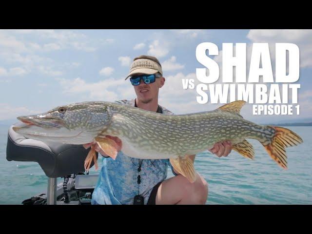 Shad Vs Swimbait : Episode 1