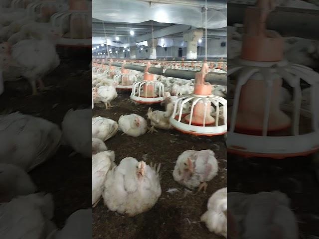 Pakistan poultry Association