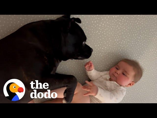 Staffy Doesn't Know How To Feel About His Baby Brother | The Dodo