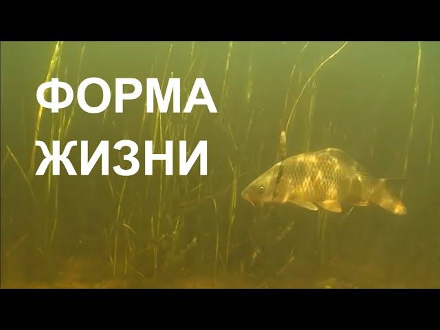 ФОРМА ЖИЗНИ LIFE FORM