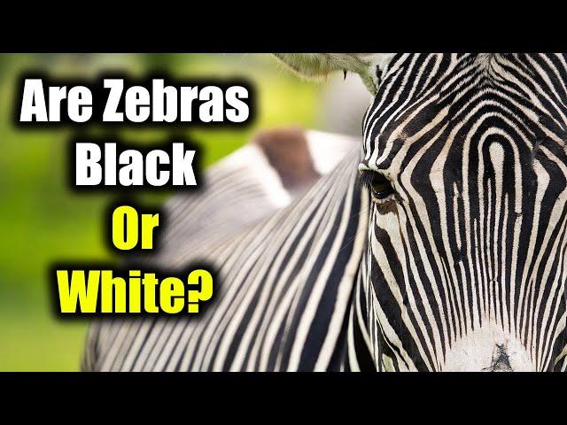 Are Zebras White with Black Stripes or Black with White Stripes?