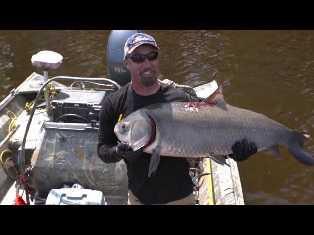 HUGE BUFFALO SHOT WHILE BOWFISHING! (compilation)