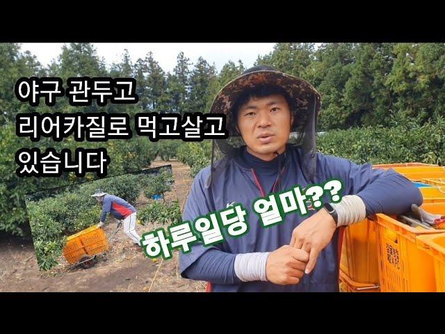 농사 브이로그  전직 프로야구 선수 감귤농장 리어카끌기 하루일당15만원 #야구선수 #프로야구 #홈런농장 @homerun_farm