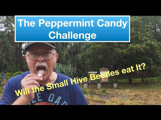 Peppermint Candy for Small Hive Beetles