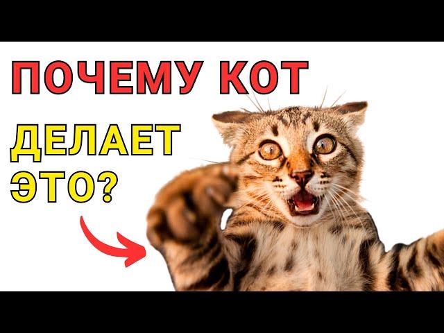 Почему КОТ БЕГАЕТ как СУМАСШЕДШИЙ? Вы будете удивлены